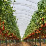 Greenhouse Consulting